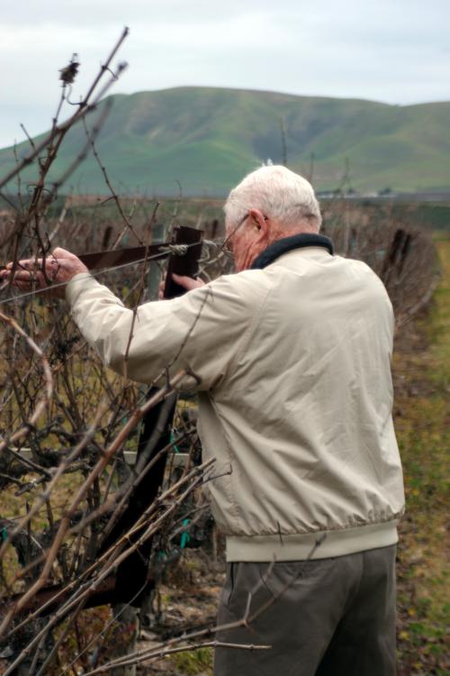 Royce helps out with grape vine pruning at Goodchild Vineyard