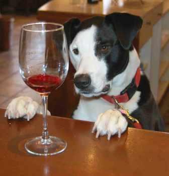 A picture of a dog looking at a wine glass