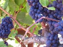 A photo of grapes at harvest