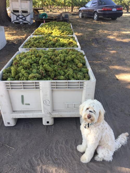An image of the beloved dog of winemaker Megan McGrath Gates at harvest time with grape bin