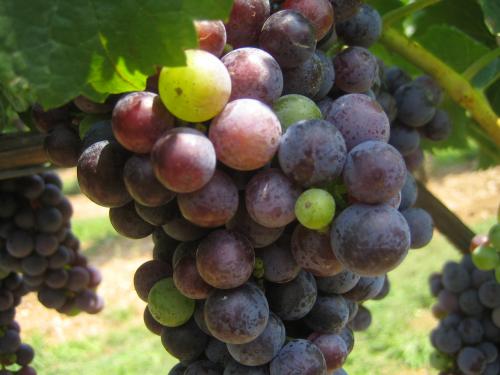 A photo of grapes at veraison