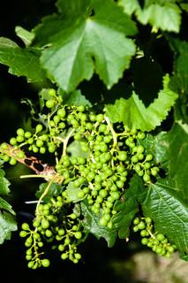 Young grapes at harvest