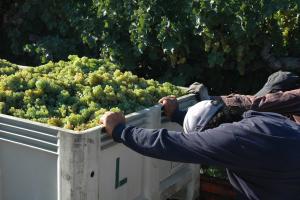 A picture of the hard working vineyard crew at harvest
