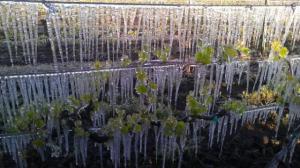 A heavy spring frost at Goodchild Vineyard