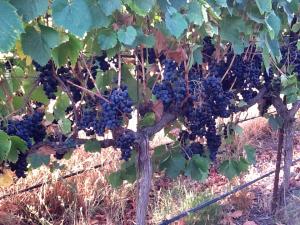 Grapes hanging in the vineyard