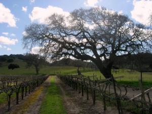 A tree in the vineyard