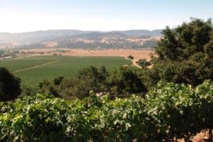 Valley View Vineyard