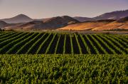 Picture of vineyard in Santa Ynez Valley